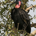Bucorve d'Abyssinie Bucorvus abyssinicus - Abyssinian Ground Hornbill