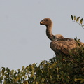 Vautour africain Gyps africanus - White-backed Vulture