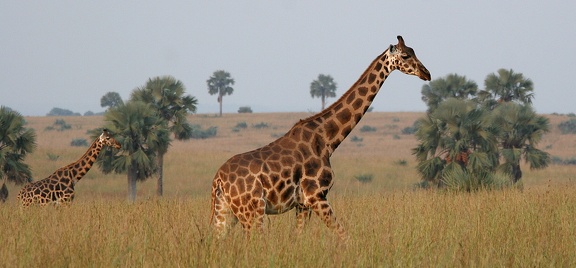 girafe de Rothschild ou baringo  (giraffa camelopardalisrothshildi)