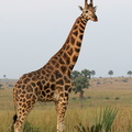 girafe de Rothschild ou baringo  (giraffa camelopardalisrothshildi)