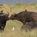 african buffalo (syncerus caffer)