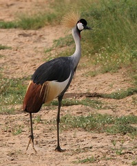 Grue royale Balearica regulorum - Grey Crowned Crane
