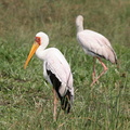 Tantale ibis Mycteria ibis - Yellow-billed Stork