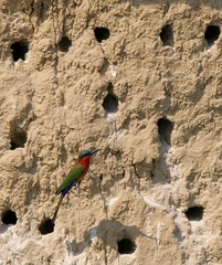  Guêpier à gorge rouge Merops bulocki - Red-throated Bee-eater 