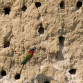 Guêpier à gorge rouge Merops bulocki - Red-throated Bee-eater 