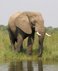 elephant africain