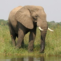 elephant africain