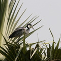 Héron mélanocéphale Ardea melanocephala - Black-headed Heron
