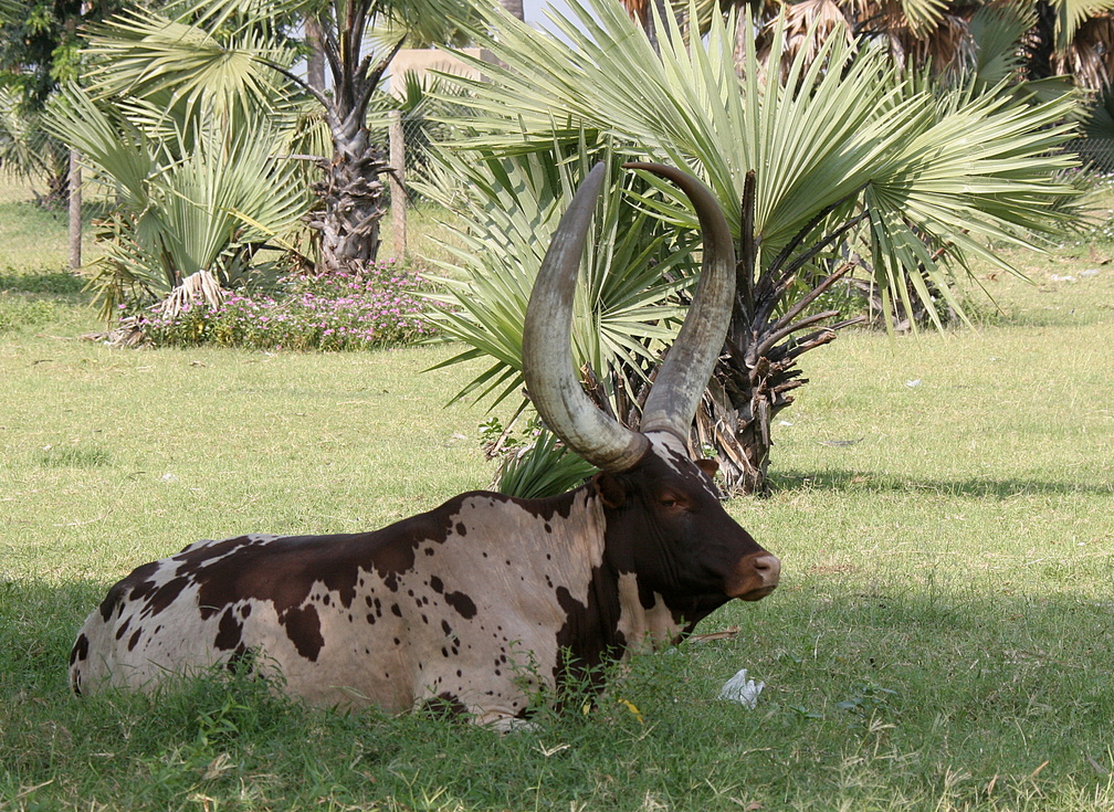 watusi (Bos taurus primigenius)