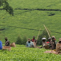 ouganda : cueillette du thé