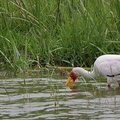 Tantale ibis Mycteria ibis - Yellow-billed Stork
