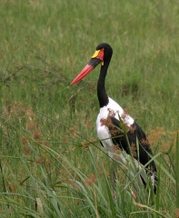 Jabiru d'Afrique Ephippiorhynchus senegalensis - Saddle-billed Stork