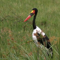 Jabiru d'Afrique Ephippiorhynchus senegalensis - Saddle-billed Stork