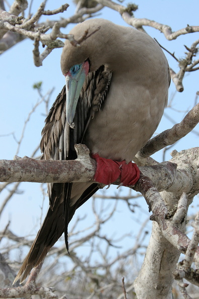 Fou à pieds rouges Sula sula - Red-footed Booby (genovesa)