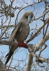 Fou à pieds rouges Sula sula - Red-footed Booby (genovesa)