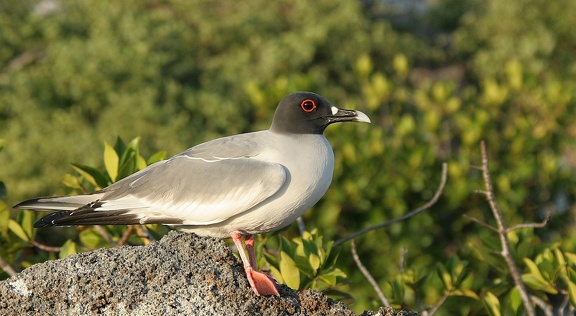 Mouette à queue fourchue Creagrus furcatus - Swallow-tailed Gull