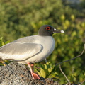 Mouette à queue fourchue Creagrus furcatus - Swallow-tailed Gull