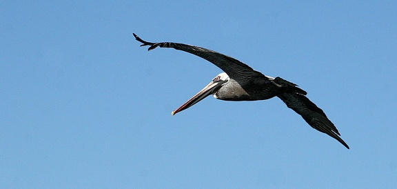 Pélican brun Pelecanus occidentalis - Brown Pelican