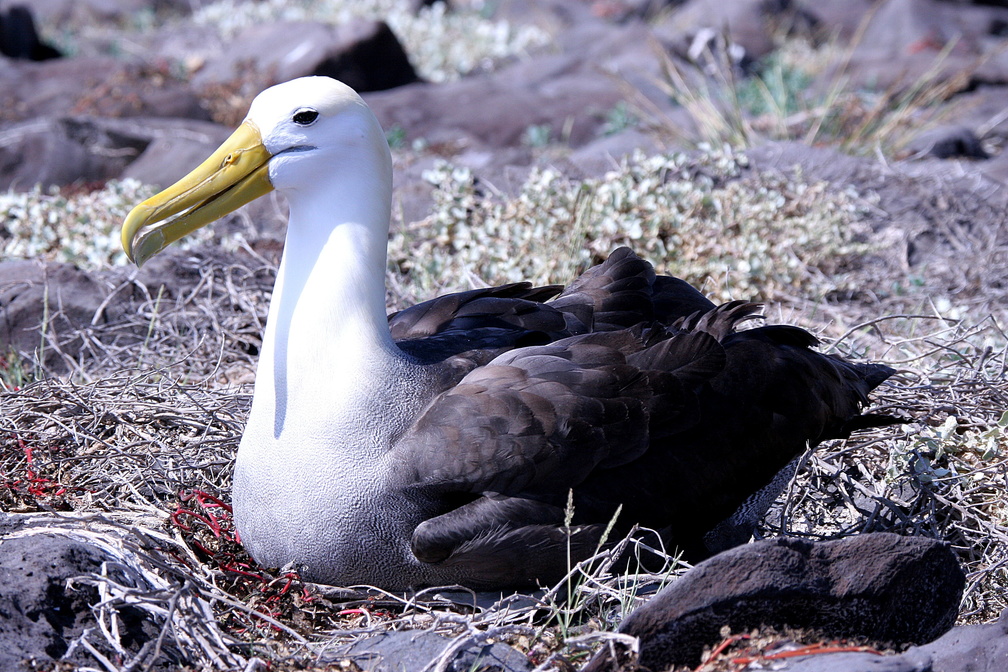 Albatros des Galapagos Phoebastria irrorata - Waved Albatross(espanola)