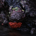 coraux : Tubastrea coccinea