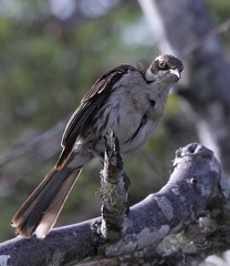 Moqueur des Galapagos Mimus parvulus - Galapagos Mockingbird