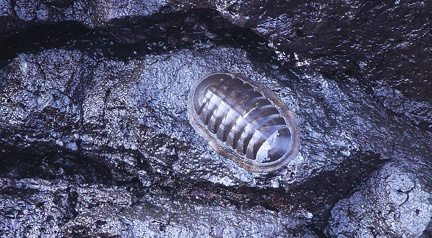 Polyplacophores, chitons, oscabrions
