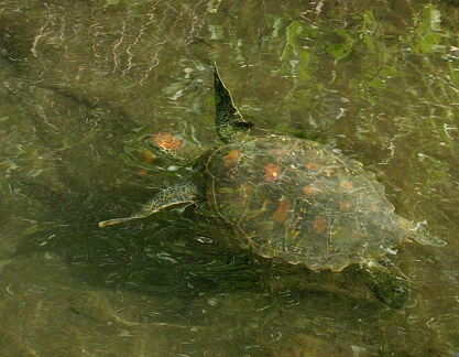 tortue verte du pacifique (chelonia mydas ) pacific green turtle