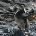 Cormoran aptère Phalacrocorax harrisi - Flightless Cormorant (pta Espinosa)