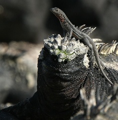 iguane marin (amblyrhynchus) et lezard des laves