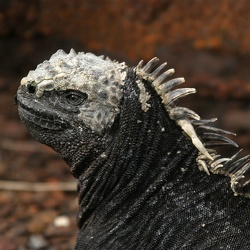 2007-04 Galapagos