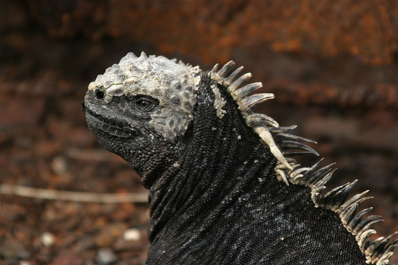 iguane marin (amblyrhynchus)
