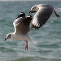 Mouette à tête grise Chroicocephalus cirrocephalus - Grey-headed Gull