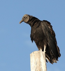 Urubu noir Coragyps atratus - Black Vulture
