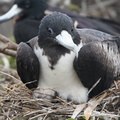 Frégate du Pacifique Fregata minor - Great Frigatebird (genovesa)