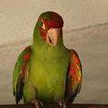 Conure pavouane Psittacara leucophthalmus - White-eyed Parakeet
