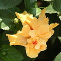hibiscus double pétale