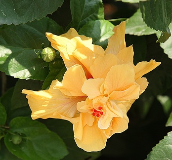 hibiscus double pétale