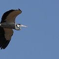 Héron mélanocéphale Ardea melanocephala - Black-headed Heron