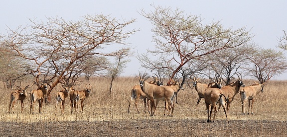 antilope rouanne (Hippotragus equinus) ou antilope cheval