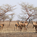 antilope rouanne (Hippotragus equinus) ou antilope cheval