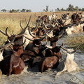 troupeau de bovidés traversant le rivière