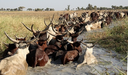 troupeau de bovidés traversant le rivière