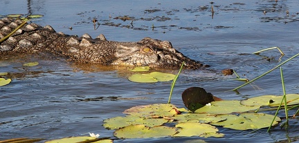 Crocodylus porosus, le Crocodile marin ou Crocodile de mer ou Crocodile à double crête