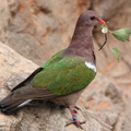 Colombine turvert Chalcophaps indica - Common Emerald Dove