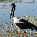 Jabiru d'Asie Ephippiorhynchus asiaticus - Black-necked Stork