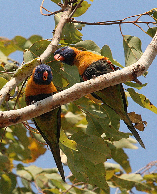 Loriquet à col rouge Trichoglossus rubritorquis - Red-collared Lorikeet