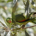 Perruche érythroptère Aprosmictus erythropterus - Red-winged Parrot