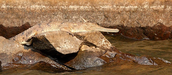 crocodiles de Johnston