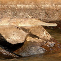 crocodiles de Johnston