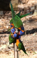 Loriquet à col rouge Trichoglossus rubritorquis - Red-collared Lorikeet